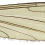 Dicranomyia (Dicranomyia) unispinosa : wing