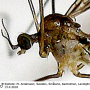 Dicranomyia (Dicranomyia) ventralis : body part(s) - head and thorax
