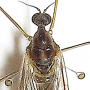 Dicranomyia (Dicranomyia) ventralis : body part(s) - head and thorax