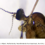 Dicranomyia (Dicranomyia) ventralis : body part(s) - head and thorax