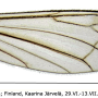 Dicranomyia (Dicranomyia) ventralis : wing