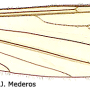 Dicranomyia (Caenoglochina) wirthiana : wing