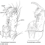 Dicranophragma (Dicranophragma) fuscovarium : hypopygium