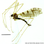 Dicranophragma (Dicranophragma) perlatum : habitus - male