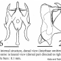 Dicranophragma (Dicranophragma) perlatum : hypopygium