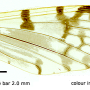 Dicranophragma (Dicranophragma) perlatum : wing
