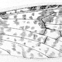 Dicranophragma (Dicranophragma) remotum : wing