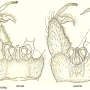 Dicranophragma (Mixolimnomyia) rufulum : hypopygium
