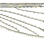 Dicranophragma (Mixolimnomyia) rufulum : wing
