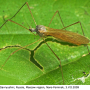 Dicranophragma (Brachylimnophila) separatum : habitus - male