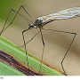 Dicranophragma (Brachylimnophila) separatum : habitus - male