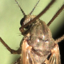 Dicranophragma (Brachylimnophila) separatum : body part(s) - head and thorax Dicranophragma (Brachylimnophila) separatum : body part(s) - head and thorax