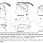 Dicranophragma (Brachylimnophila) separatum : hypopygium