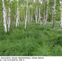 Dicranophragma (Brachylimnophila) separatum : habitat