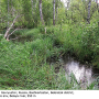 Dicranophragma (Brachylimnophila) separatum : habitat