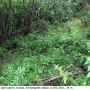 Dicranophragma (Brachylimnophila) separatum : habitat