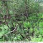 Dicranophragma (Brachylimnophila) separatum : habitat