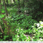 Dicranophragma (Brachylimnophila) separatum : habitat