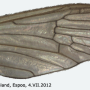 Dicranophragma (Brachylimnophila) separatum : wing