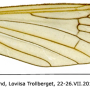 Dicranophragma (Brachylimnophila) separatum : wing