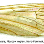 Dicranophragma (Brachylimnophila) separatum : wing