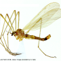 Dicranophragma (Brachylimnophila) subnemorale : habitus - male