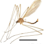 Dicranophragma (Brachylimnophila) subnemorale : habitus - male