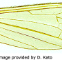 Dicranophragma (Brachylimnophila) subnemorale : wing