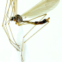 Dicranophragma (Brachylimnophila) transitorium : habitus - male
