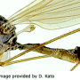 Dicranophragma (Brachylimnophila) transitorium : habitus - male
