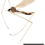 Dicranophragma (Brachylimnophila) transitorium : habitus - male