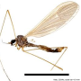Dicranophragma (Brachylimnophila) transitorium : habitus - male