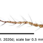 Dicranophragma (Brachylimnophila) transitorium : body part(s) - antenna