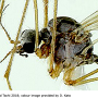 Dicranophragma (Brachylimnophila) transitorium : body part(s) - head and thorax