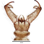 Dicranophragma (Brachylimnophila) transitorium : hypopygium