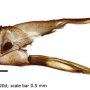 Dicranophragma (Brachylimnophila) transitorium : ovipositor
