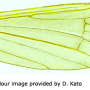 Dicranophragma (Brachylimnophila) transitorium : wing