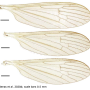 Dicranophragma (Brachylimnophila) transitorium : wing