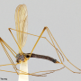 Dicranoptycha acanthophallus : habitus - female