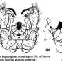 Dicranoptycha acanthophallus : hypopygium