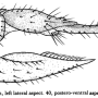 Dicranoptycha acanthophallus : ovipositor