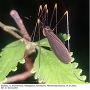 Dicranoptycha aurogeniculata : habitus - male