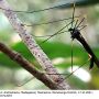 Dicranoptycha aurogeniculata : habitus - male