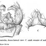 Dicranoptycha diacantha : hypopygium