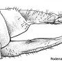 Dicranoptycha diacantha : ovipositor