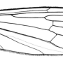 Dicranoptycha diacantha : wing