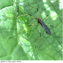 Dicranoptycha edashigeana : habitus - male