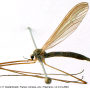 Dicranoptycha fuscescens : habitus - female