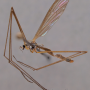 Dicranoptycha fuscescens : habitus - male