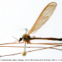 Dicranoptycha fuscescens : habitus - male